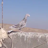 سرورشکلاتی|پرنده|تربت جام, میان جام|دیوار