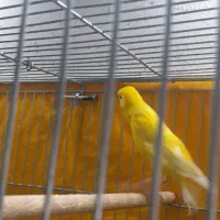 نر زرد آماده به شرط