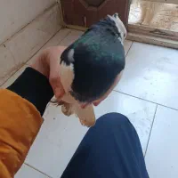 کفتر|پرنده|نیشابور, شهرک اندیشه|دیوار