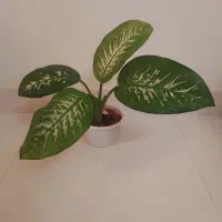 گل و گیاه طبیعی