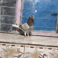 کفتر ماده تهرانی|پرنده|ایرانشهر, |دیوار