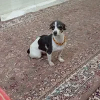 چیواوا|سگ|شیراز, سعدیه شمالی|دیوار