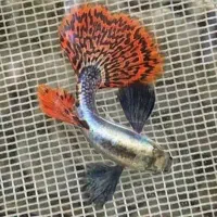 انواع گوپی مولی پلاتی کالرزبرا لجن خ آنجل آکواریوم|ماهی|تهران, امام زاده حسن|دیوار