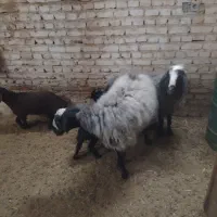 میش شال با بجه