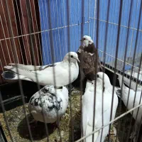 کفتر غریب گیری