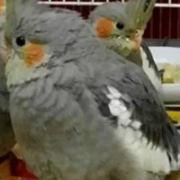 طوطی گمشده(مژدگانی به یابنده)