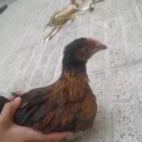 مرغ وخروس