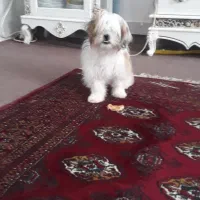 واگذاری سگ شیتزو|سگ|گنبد کاووس, |دیوار