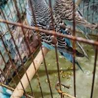 مرغشق‌هلندی‌وانگلیسی|پرنده|تبریز, |دیوار