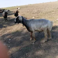 قوچ|حیوانات مزرعه|مینودشت, |دیوار