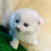 گربه هایی با نژادهای لوکس و اصیل A.F|گربه|تبریز, |دیوار