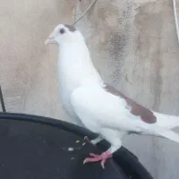 پرنده