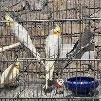 جوجه عروس هلندی|پرنده|هشتگرد, فاز ۱ مهستان|دیوار