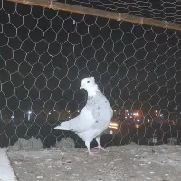 طوقی زرین الماسی