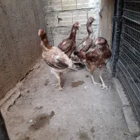 مرغ لاری اصل