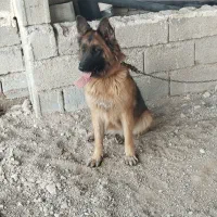 سگ ژرمن شپرد کینگ ماده فوق درشت و اصل