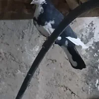 .‌..|پرنده|مبارکه, |دیوار