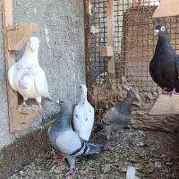 کفتر صید قلدر المانی سار موشی جوجه