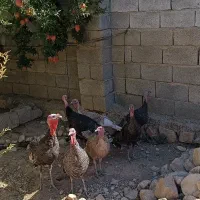 بوقلمون نر و ماده