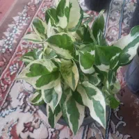 گل پتوس|گل و گیاه طبیعی|شاهرود, |دیوار