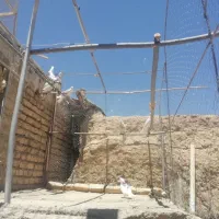 تعداد ۷ عدد کبوتر پرشی