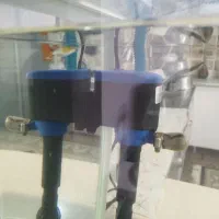 ماهی گوپی وارداتی