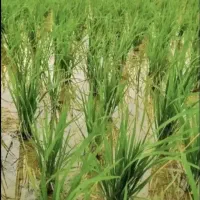فروش زمین چلتیک کاری