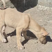 واگذاری توله ماده|سگ|تبریز, |دیوار