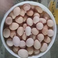 تخم مرغ محلی(رسمی) تازه و به روز از درب مرغداری|خوردنی و آشامیدنی|تهران, شهرک غرب|دیوار