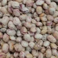 لوبیا چیتی|خوردنی و آشامیدنی|تهران, دانشگاه شریف|دیوار