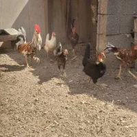 مرغ و خروس|حیوانات مزرعه|اهواز, حصیرآباد|دیوار
