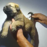 توله مالینویز اصیل جفتش ماده هست|سگ|تهران, جیحون|دیوار