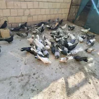 کبوتر اصفهانی