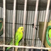 مرغ عشق|پرنده|تهران, ائمه اطهار|دیوار