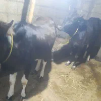 دو راس گوساله ماده گیلی نژاد محلی