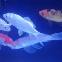 ماهی کوی سوپرباله