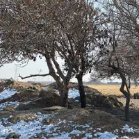 فروش  زمین سه هزار متر۶دانگ از حاشیه بلوار ۴۵ متری|فروش زمین و ملک کلنگی|مشهد, امام رضا (ع)|دیوار