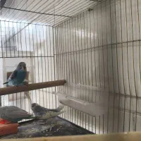 مرغ عشق دستی|پرنده|کرمان, |دیوار