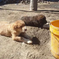 یه جفت توله خراسانی  اصیل  مادر زاد دوم کوتاه    ا