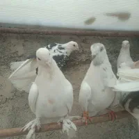 کفتر|پرنده|شهریار, رضی آباد بالا|دیوار