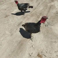 بوقلمون برنز