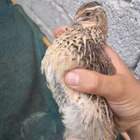 بلدرچین