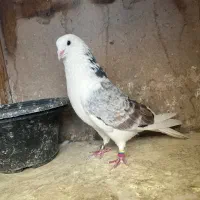 کفتر پرش سنگین