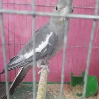 عروس هلندی ماده