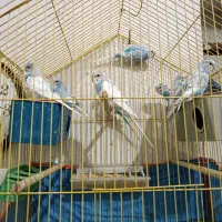 فروش انواع مرغ عشق|پرنده|بندر کنگان, |دیوار