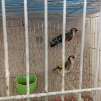 سهره دهن زن|پرنده|مبارکه, |دیوار