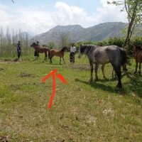 فروش مادیون چاق سر حال