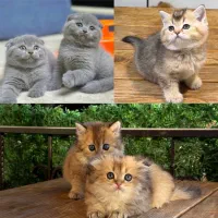 اسکاتیش و بریتیش اصیل/ ۷۲ ساعت ضمانت سلامت کتبی