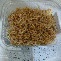 جوانه گندم .ماش عدس و...