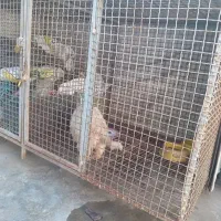 قفس فلزی حرفه ای درحدصفر|لوازم جانبی حیوانات|بابلسر, |دیوار